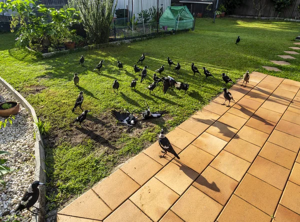 Redcliffe Australian Magpies at Sunrise — Stock Photo, Image