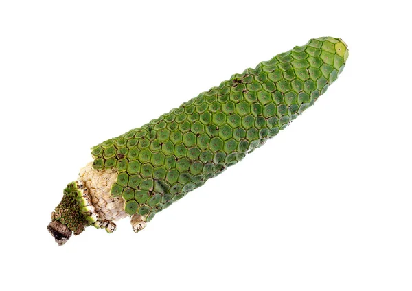 龙舌兰的成熟果实 外层绿色部分脱落 在坚硬的果核上露出内部白色的肉 — 图库照片