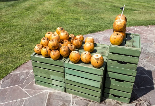 Uppsättning Gamla Kokosfrukter Efter Den Naturliga Kokosvatten Har Drickits Törstiga — Stockfoto