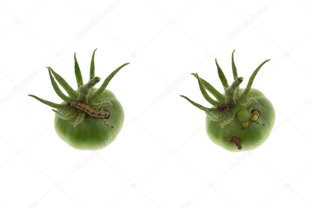 Activity of a Tomato Moth Caterpillar, a serious pest feeding through a green tomato, in a 12 hours interval