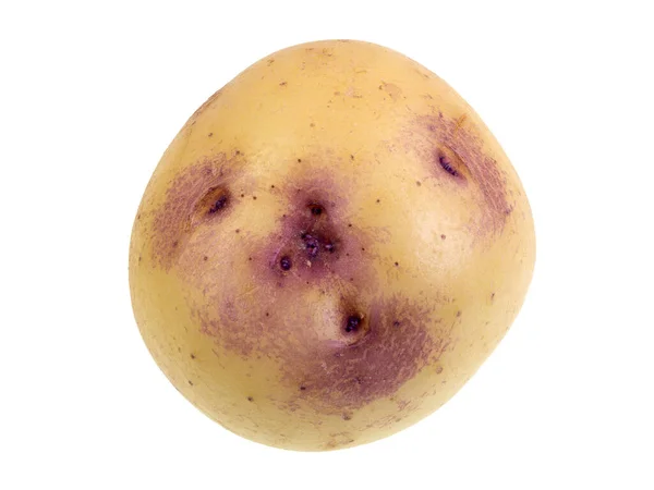 Современное Разнообразие Картофеля Называется Кестрел Известен Своим Уникальным Фиолетовым Румянцем — стоковое фото