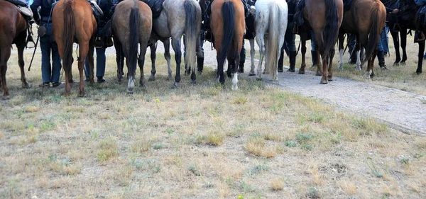 Cavalos militares em pé . — Fotografia de Stock