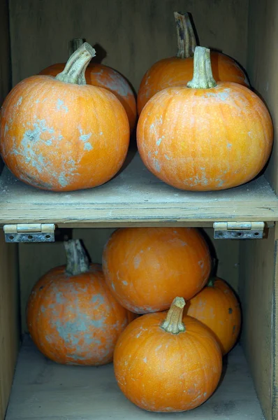 Organic pumpkins displayed — Stock Photo, Image
