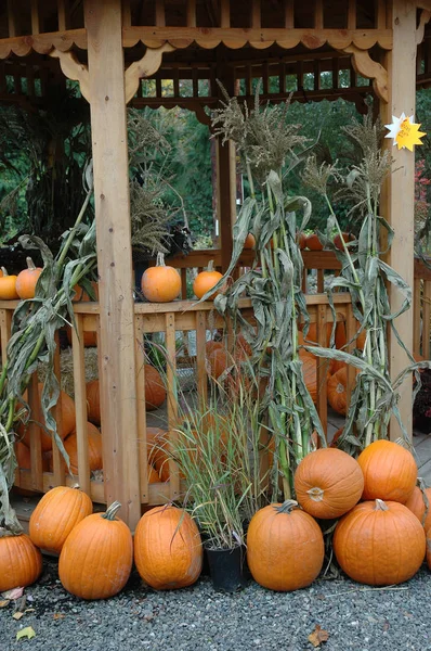 Organic pumpkins displayed — Stock Photo, Image