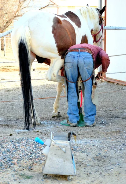 Male farrier working. — Stock Photo, Image