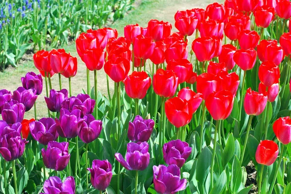 Amsterdam tulpen in bloei. — Stockfoto