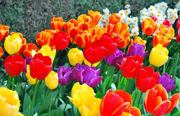 Amsterdam tulipanes floreciendo . — Foto de Stock