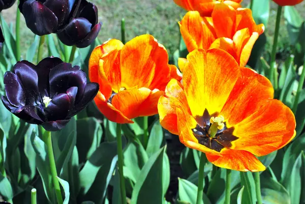Amsterdam tulipány, kvetoucí. — Stock fotografie