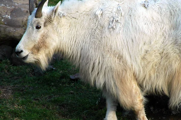 Mountain Goat Standing Field — Stock Photo, Image