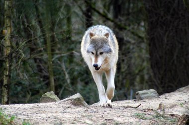 Gri kurt ormanda yiyecek arıyor..