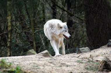 Gri kurt ormanda yiyecek arıyor..
