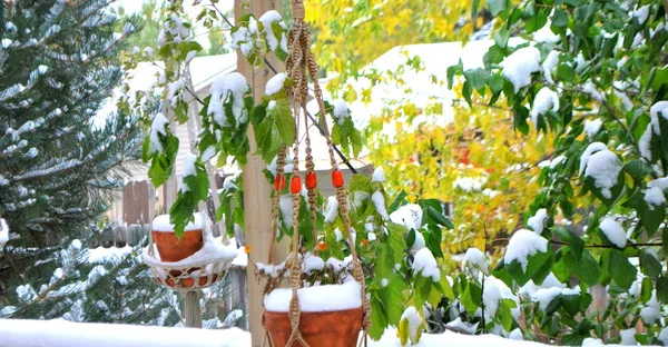室外露台冬季积雪季节 — 图库照片