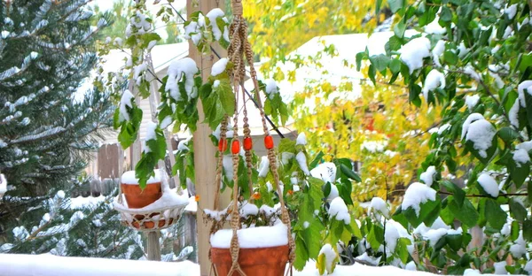 Stagione Invernale Della Neve Nella Natura All Aperto — Foto Stock