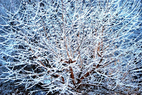 Χειμερινό Χιόνι Στη Φύση Εμφανίζεται Εξωτερικούς Χώρους — Φωτογραφία Αρχείου