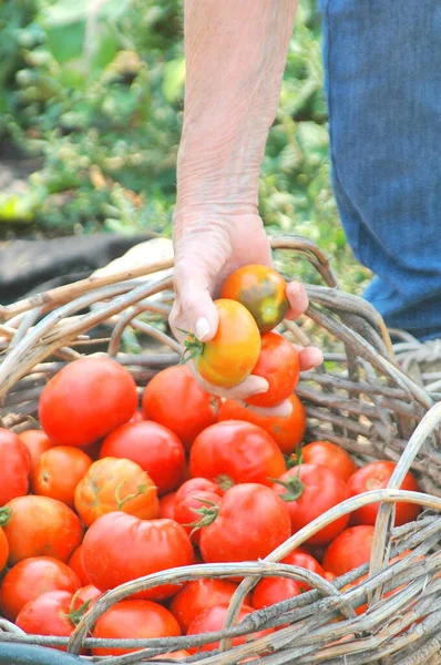 Maduro Feminino Sênior Pegando Tomates Seu Jardim Fora — Fotografia de Stock