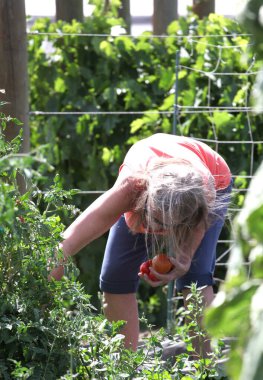 Yaşlı kadın bahçesinden domates topluyor..