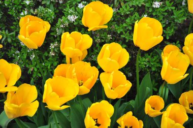 Amsterdam Hollanda 'da renkli laleler.