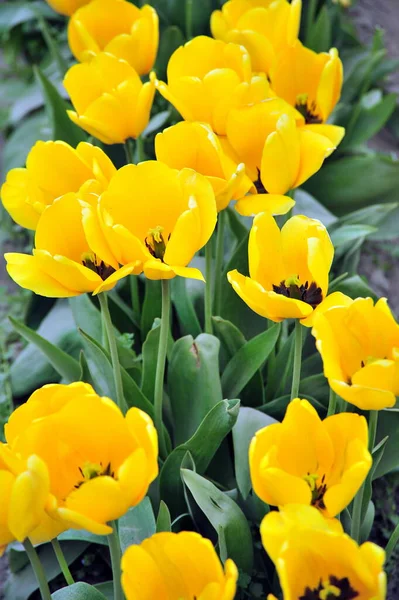 Barevné Tulipány Amsterdamu Nizozemsko — Stock fotografie
