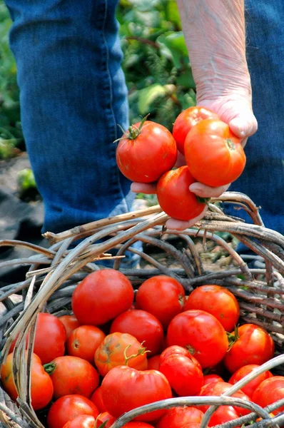 Madura Hembra Senior Recogiendo Tomates Jardín Exterior —  Fotos de Stock