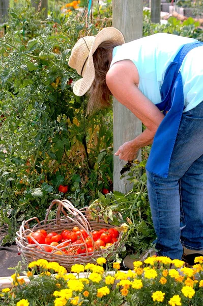 成熟的高年级女生在花园外采摘西红柿 — 图库照片