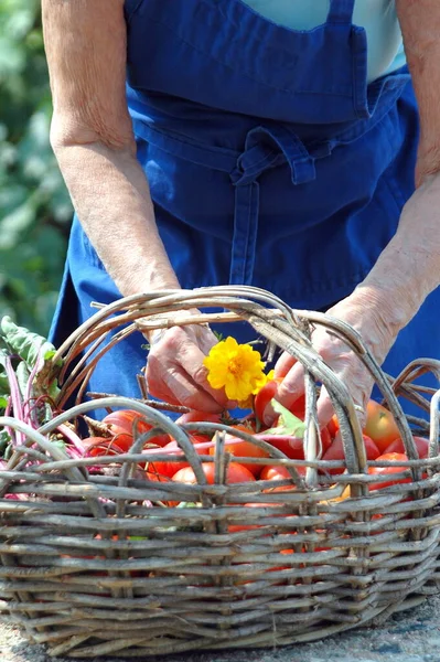 Volwassen Vrouw Senior Plukken Tomaten Uit Haar Tuin Buiten — Stockfoto