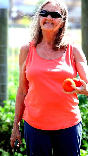 Reife Seniorin Pflückt Draußen Tomaten Aus Ihrem Garten — Stockfoto
