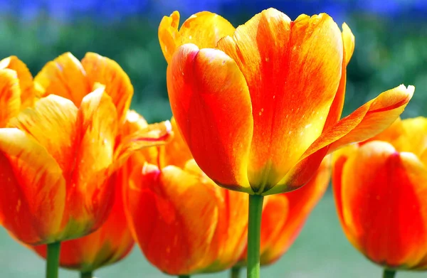 Barevné Amsterdam Tulipánové Pole Zobrazeno Venku — Stock fotografie