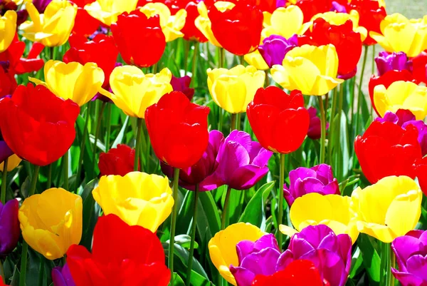 Buntes Amsterdamer Tulpenfeld Freien — Stockfoto