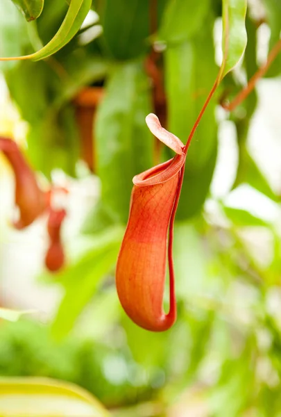 食虫植物ウツボカズラの嚢状葉植物 — ストック写真