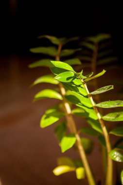 Parlak güneş ışınlarıyla yıkanmış yeşil bir bitkinin dalı.