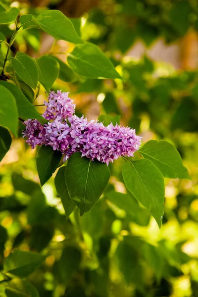 Lila Gren Bakgrund Unga Blad — Stockfoto