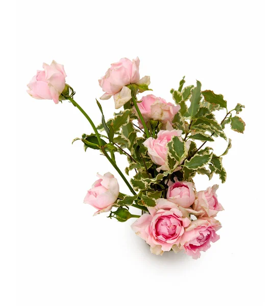 Rózsa Virág Egy Fehér Háttér — Stock Fotó