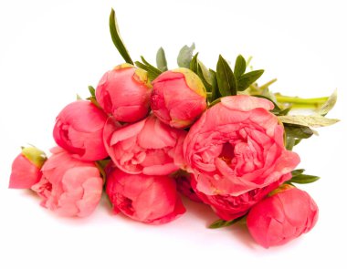 Beyaz arka planda izole edilmiş pembe şakayık yığını.