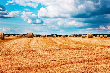düğün mor, kırmızı ve beyaz çiçek arkaplanı