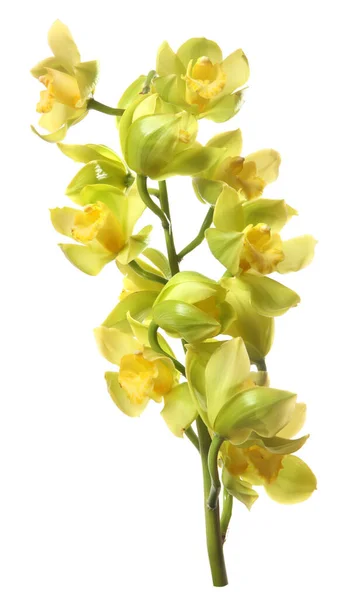Fleurs Orchidée Verte Avec Branche Isolée Sur Fond Blanc — Photo