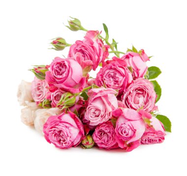 Beyaz üzerinde pembe gül çiçeği