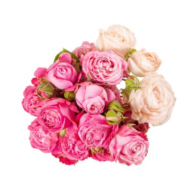 Beyaz üzerinde pembe gül çiçeği