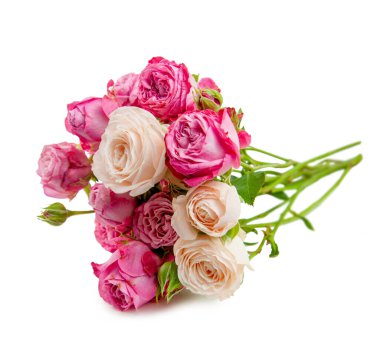 Beyaz üzerinde pembe gül çiçeği