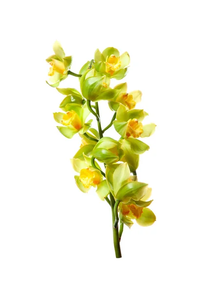 Grüne Orchideenblüten Mit Zweig Isoliert Auf Weißem Hintergrund — Stockfoto