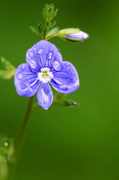 Flores azuis de Veronica chamaedrys — Fotografia de Stock