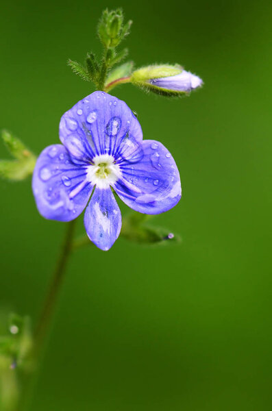 blue flowers of Veronica chamaedrys