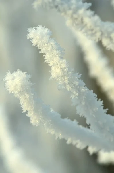 Ramos de árvores abstratas congeladas — Fotografia de Stock