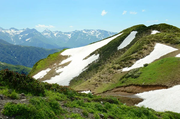 Prato alpino con fiori — Foto Stock