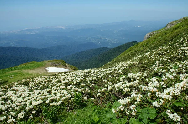 Alpejska łąka z kwiatami — Zdjęcie stockowe