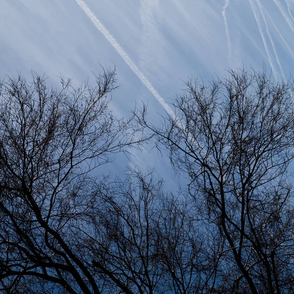 Kék égbolt fái — Stock Fotó