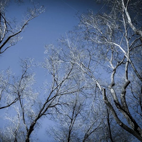 ภูมิทัศน์ของต้นไม้ที่มีท้องฟ้าสีฟ้า — ภาพถ่ายสต็อก