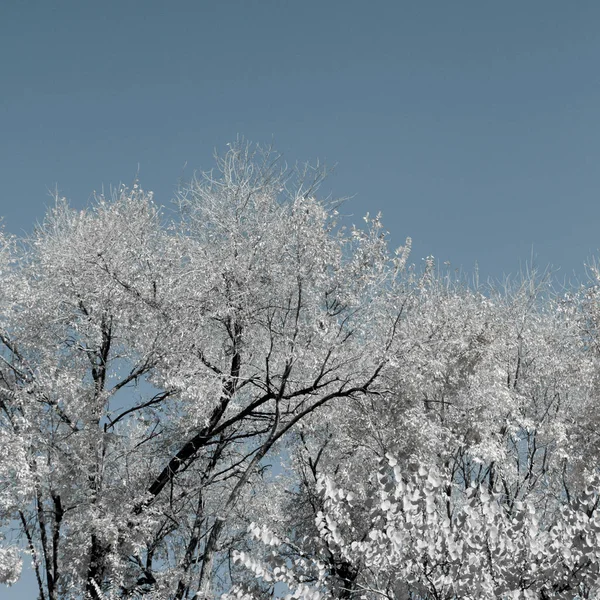 Landscape of white trees — Stock Photo, Image