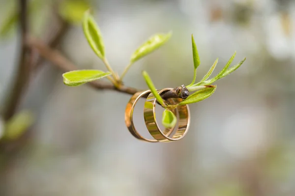 Anelli nuziali primo piano con fiori di ciliegio — Foto Stock