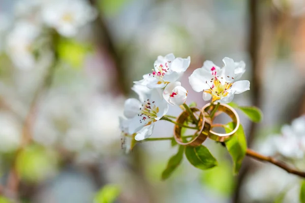 Anéis de casamento closeup com flores de cereja — Fotografia de Stock