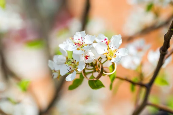 Anelli nuziali primo piano con fiori di ciliegio — Foto Stock